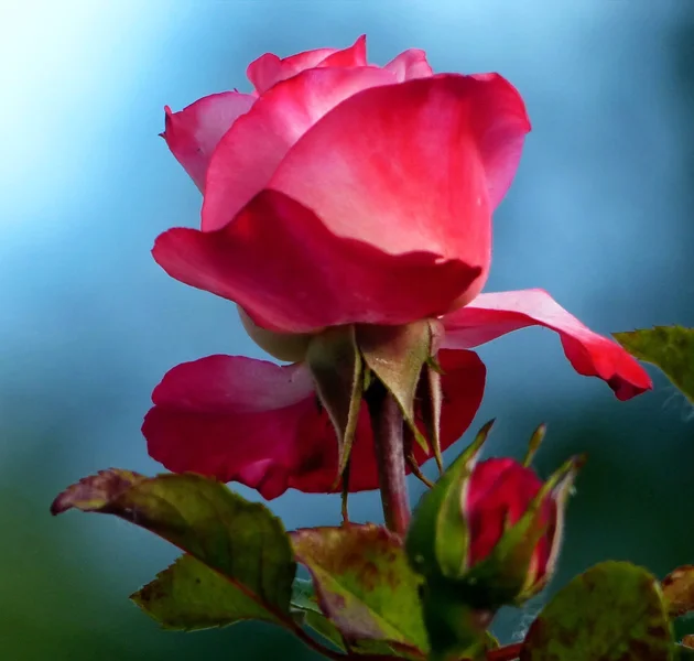 ROSE_II_a.JPG