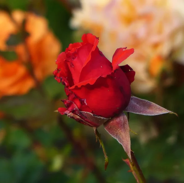 ROSE_III_a.JPG