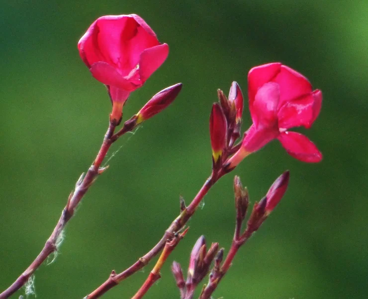 OLEANDER.JPG