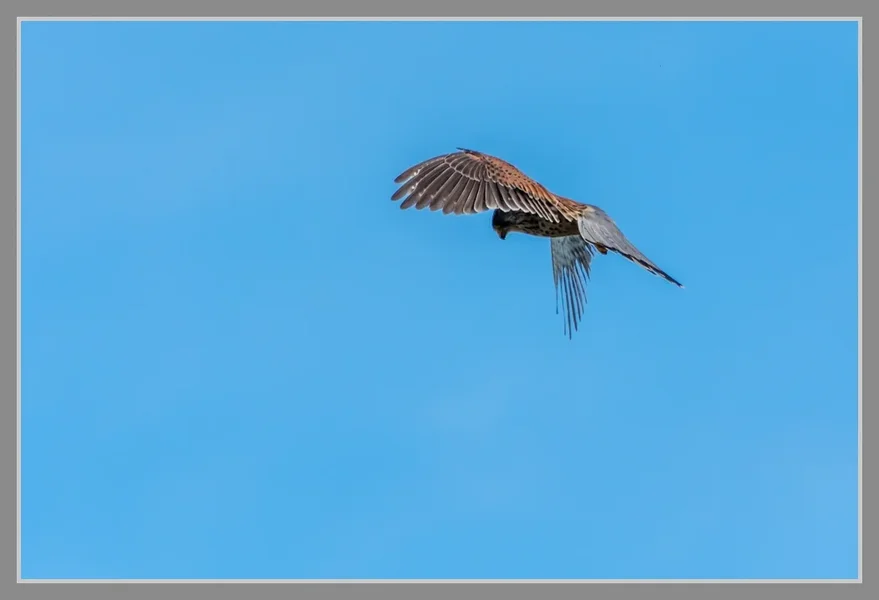 UMB_8830.webp