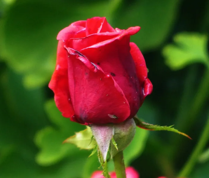 ROSE_NEU_V.webp