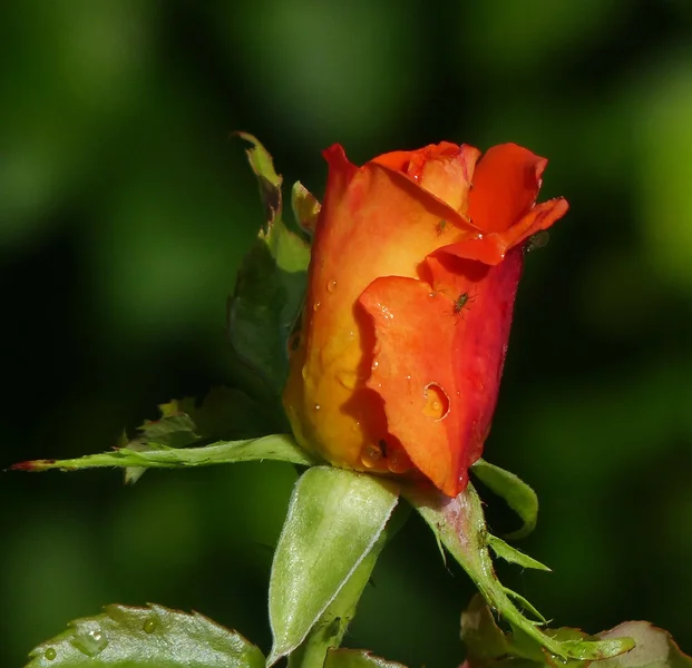 ROSE_NEU_IV.webp