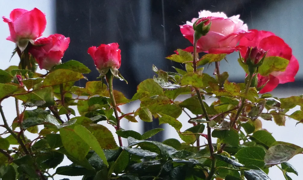 ROSE_NEU_I.webp