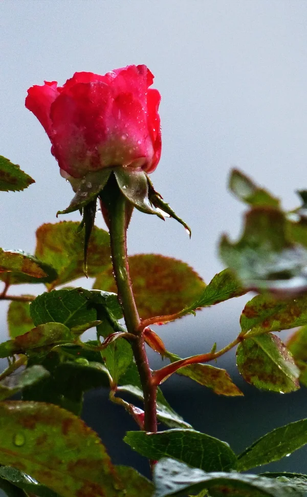 ROSE_NEU_III.webp