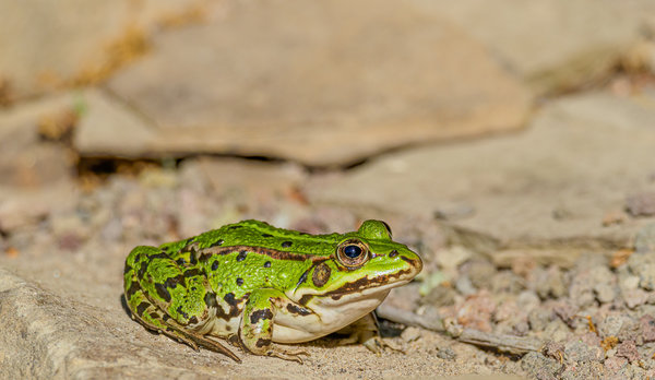 Naturschutzhof 2020_150.jpg