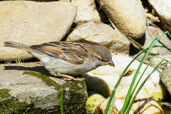 Naturschutzhof 2020_218.jpg