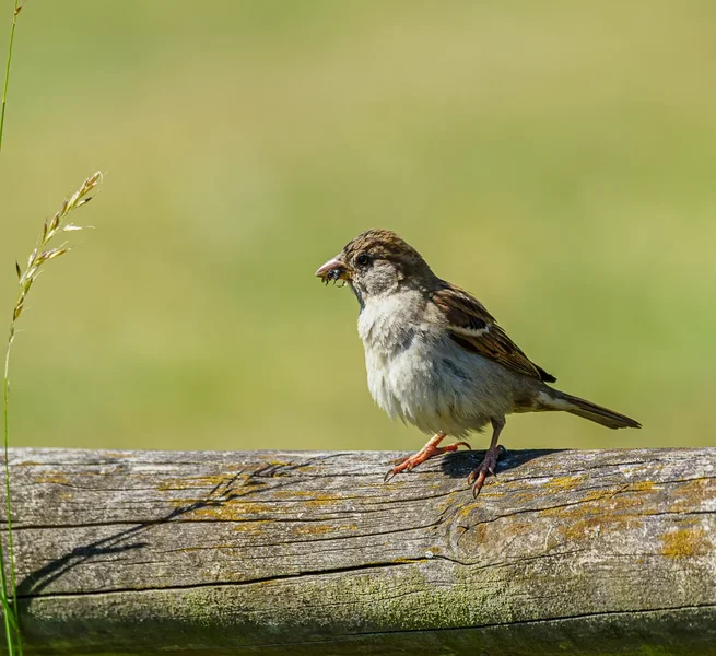 Naturschutzhof 2020_313.webp