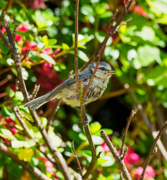 Vögel 2020_2394.jpg