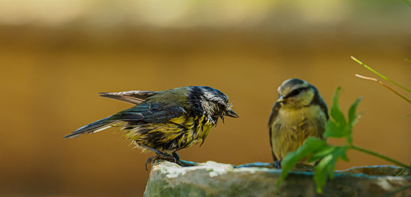 Vögel 2020_2423.jpg