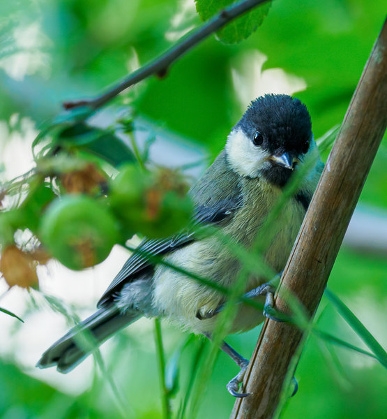 Vögel 2020_2465.jpg