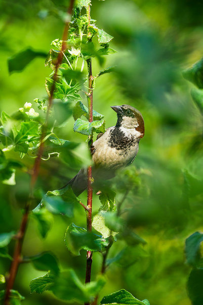 Vögel 2020_2566.jpg