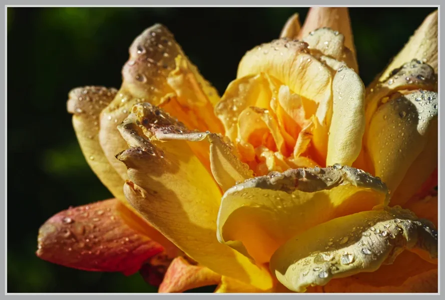 _small__IMG2778_1_DxO.webp
