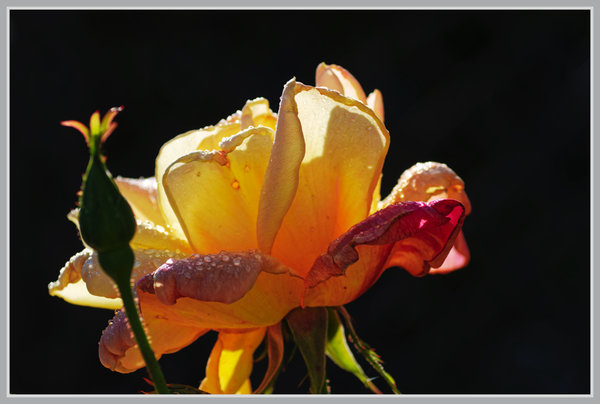 _small__IMG2787_1_DxO.JPG