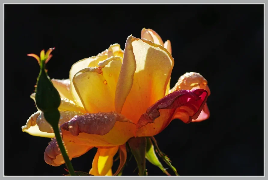 _small__IMG2787_1_DxO.webp