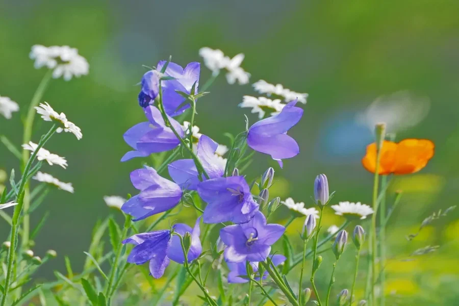 BlaueGlockenmMohnundwiessenBlumenSL290280ENDVERSION_999x666.jpg