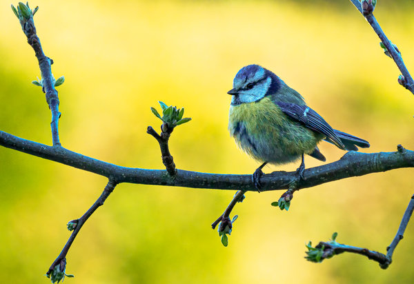 Vögel 2020_455_3.jpg