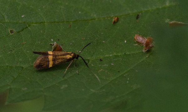 2020 Fo WaldP6076215-Bearbeitet.jpg