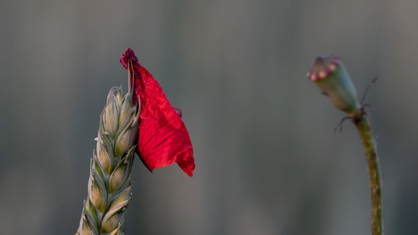 ci_PG9_7652.jpg