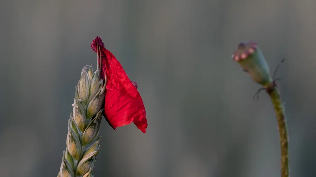 ci_PG9_7652.webp