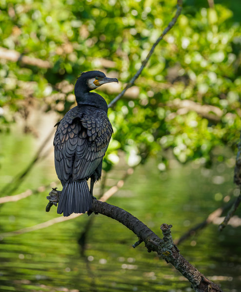 Beller Mühle 2020_494.jpg