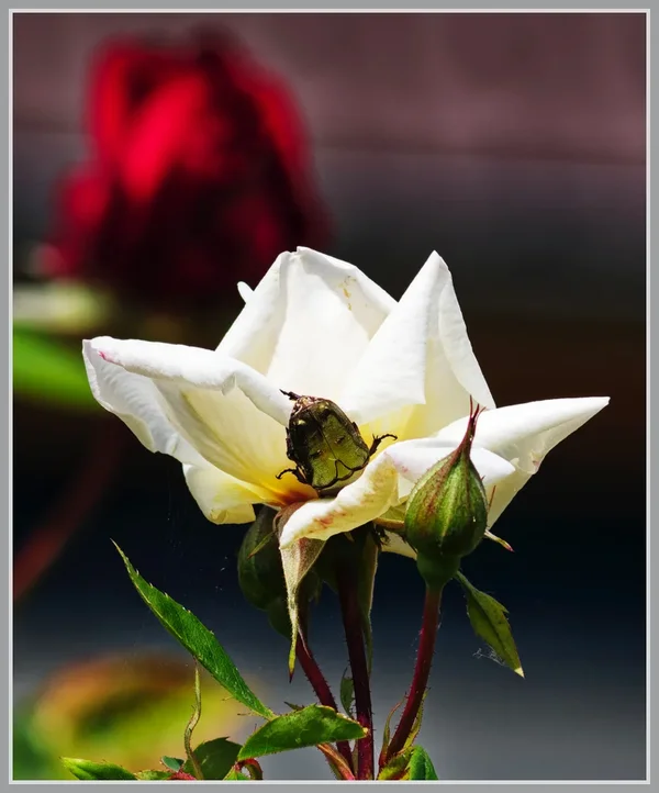 _small__IMG2804_1_DxO.webp