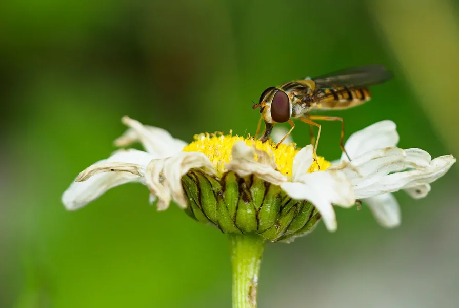Garten 2020_514.webp