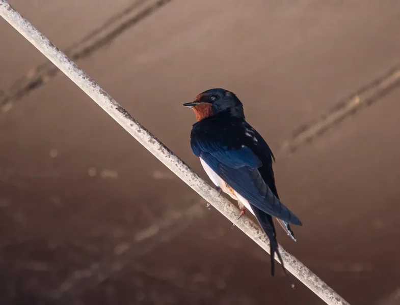 Prerow 2019_410.webp
