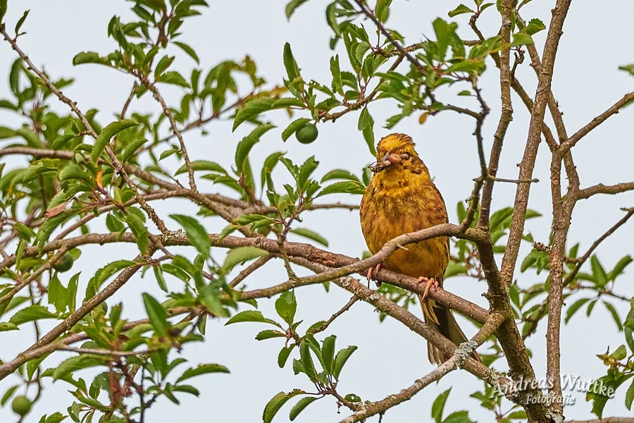 D75_0635_C1.webp