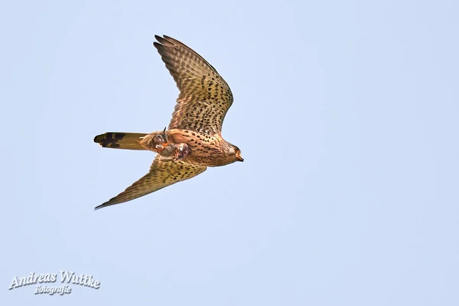 D75_0648_C1.webp