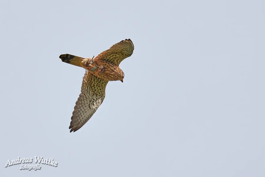 D75_0649_C1.webp