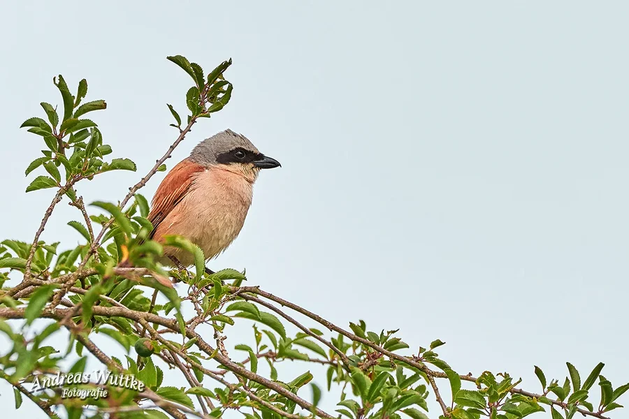 D75_0655_C1.webp