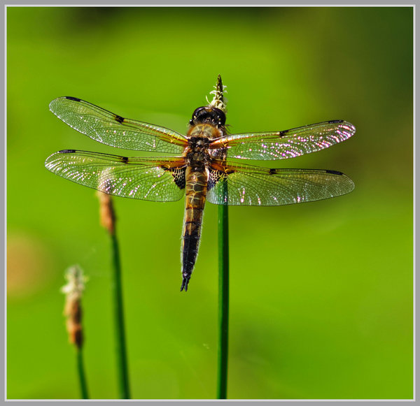 _small__IMG2998_1_DxO.JPG