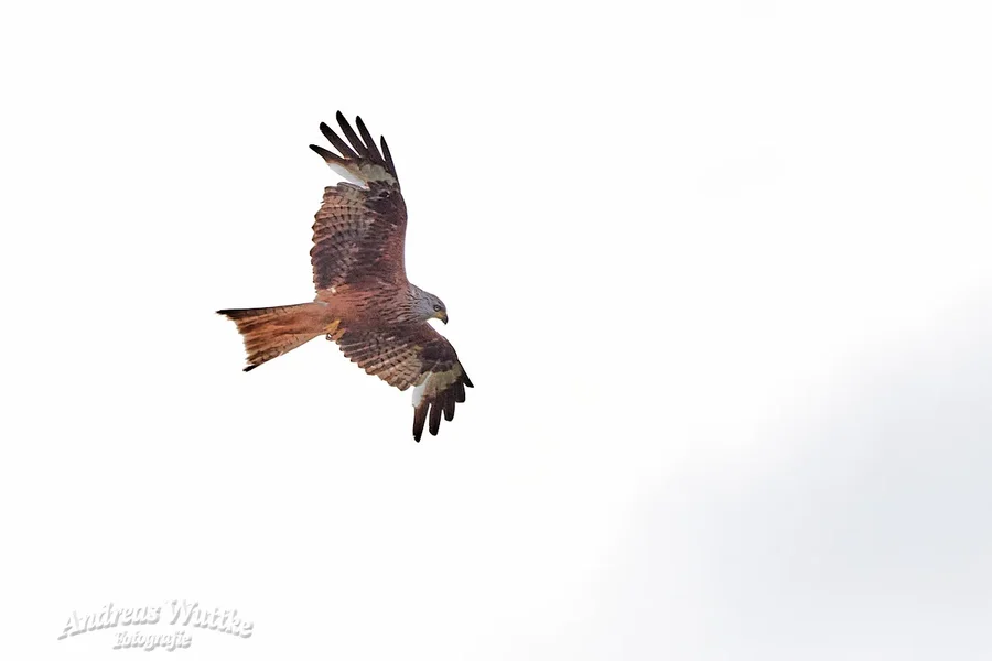 D75_0889_C1.webp