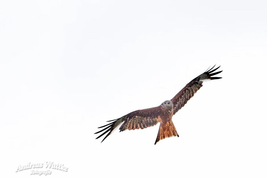 D75_0931_C1 3.webp