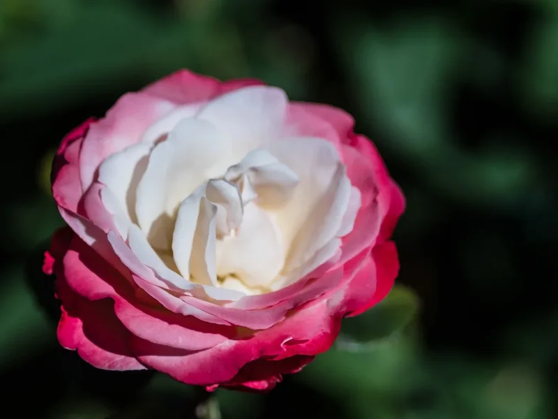 2020 GA FOP6210028.webp