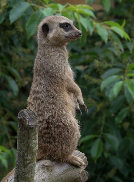 Baby Zoo Wingst13062020P6130066.jpg