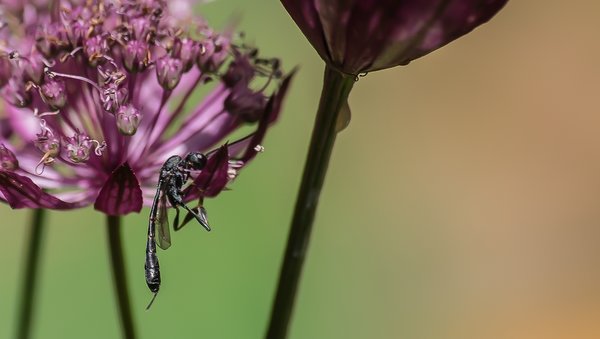 2020 GA FOIMGP6431-Bearbeitet.jpg