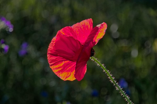 2020-06-23_SD10_ROTIMG10804-44.jpg 2020-06-23_SD10_ROTIMG10804-44.jpg