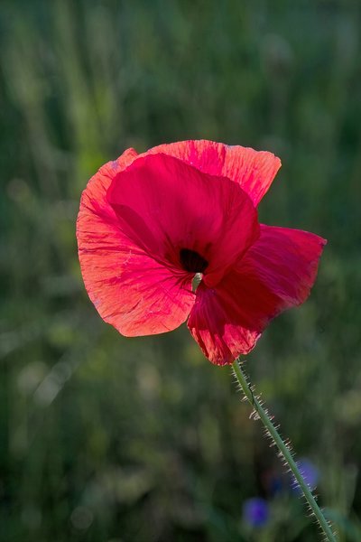 2020-06-23_SD10_ROTIMG10855.jpg 2020-06-23_SD10_ROTIMG10855.jpg