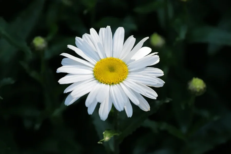 MargariteaufdunklenHGSL2C180Mac_999x666.webp