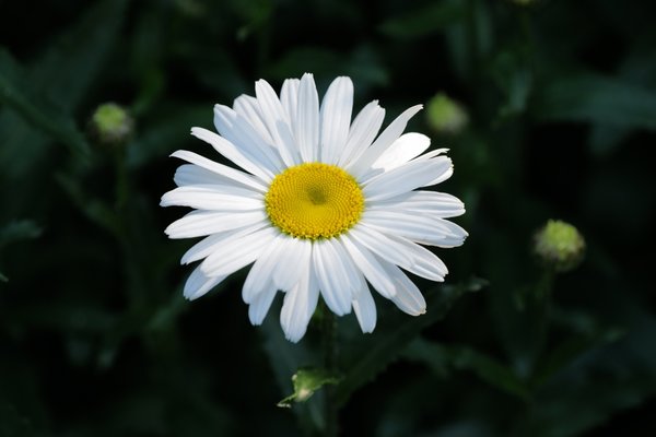MargariteaufdunklenHGSL2C180Mac_999x666.jpg