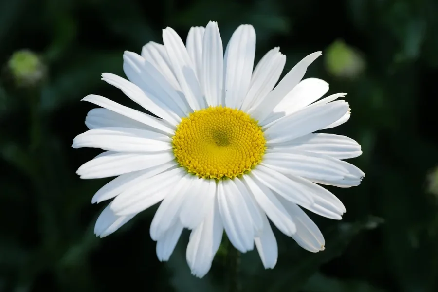 MargariteaufdunklenHGSL2C180MacCROP_999x666.webp