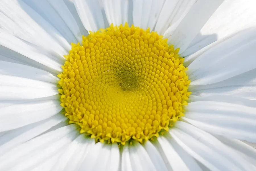 MargariteaufdunklenHGSL2C180MacCROPETREMRUND_998x666.webp