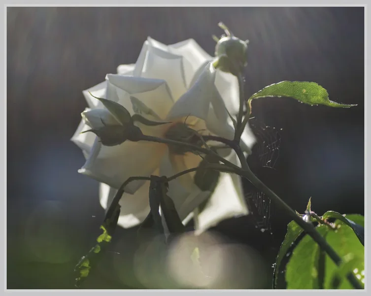 _small__IMG3042_1_DxO.webp