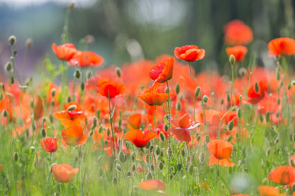 20200613-IMGP3054 Burglesau.JPG