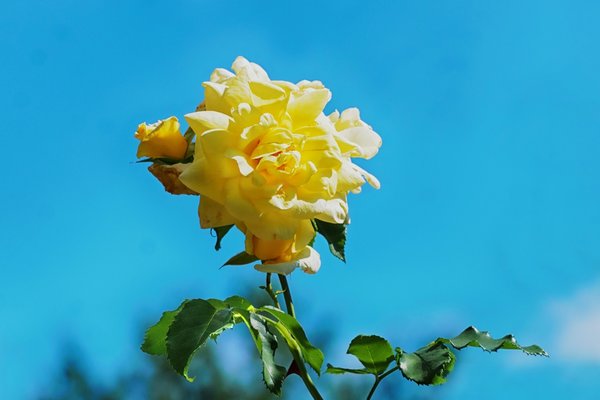 RoseGelbgegenblauenHimmelSL2C180MacAUSFIN_999x666.jpg