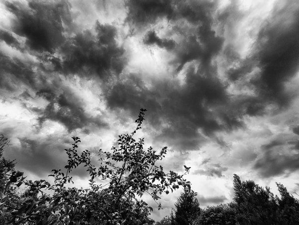 Garten 2020_567.jpg Garten 2020_567.jpg