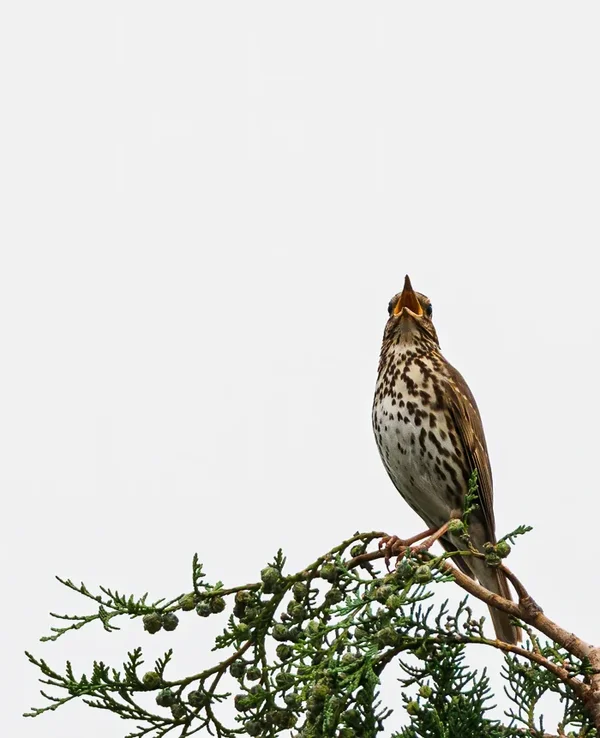 Vögel 2020_2754.webp