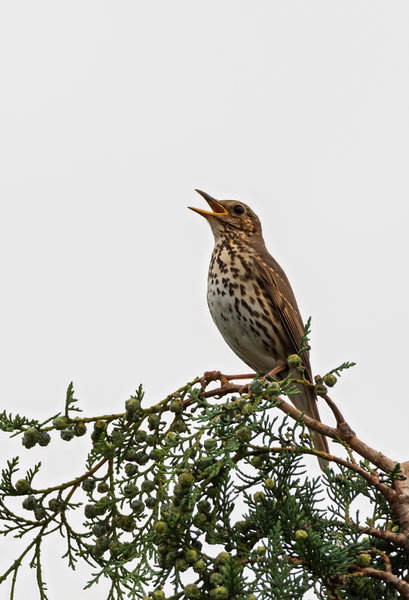 Vögel 2020_2778.jpg