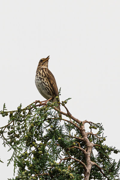 Vögel 2020_2784.jpg